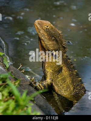 Östlichen Wasserdrache - Physignathus Lesueurii - eine australische Eidechse - klettern aus klarem Wasser Flussufer Stockfoto