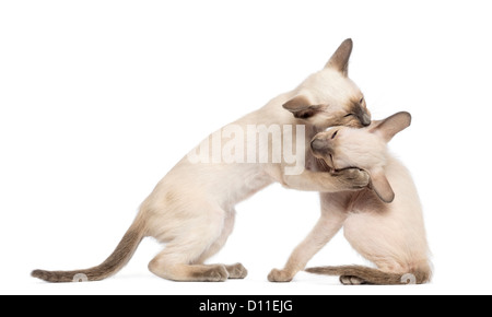 Zwei Orientalisch Kurzhaar Kätzchen, 9 Wochen alt, Playfighting vor weißem Hintergrund Stockfoto