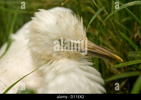 Nahaufnahme Bild von weißen Kuhreiher Küken - Bubulcus Ibis - lange Gras nach aus dem Nest gefallen Stockfoto