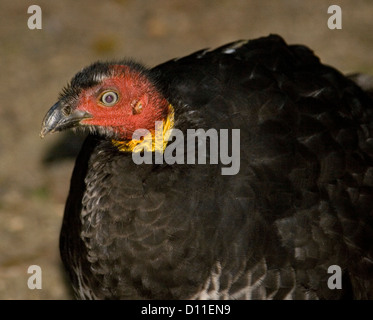 Porträt des roten Gesicht der australischen Peeling / Pinsel / bush-Türkei - Alectura Lathami Stockfoto