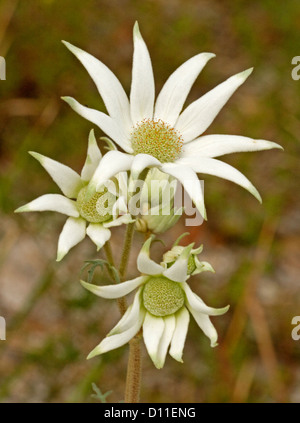 Gruppe von weißen Flanell Blumen - Arctotis Helianthi - australische Wildblumen wachsen in freier Wildbahn im Myall Lakes National Park Stockfoto