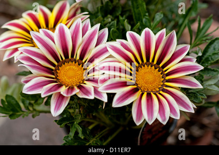 Gruppe von rot, gelb und weiß gestreiften Blüten Gazanien Hybrid Sorte - ein Steingarten Pflanze - mit dunkelgrünem Laub Stockfoto