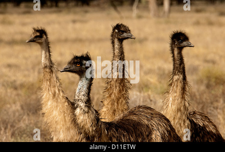 Nahaufnahme der Gruppe von emus, männlich und seine große nachkommen, im australischen Outback Ebenen in New South Wales Australien Stockfoto