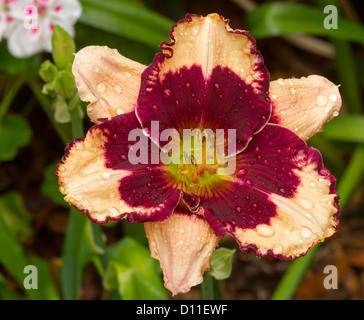 Spektakuläre dunkelrot und Aprikose Rüschen eingefasst Blume von Hemerocallis "Jane Trimmer" mit Regentropfen auf Blütenblätter und smaragdgrüne Blätter Stockfoto