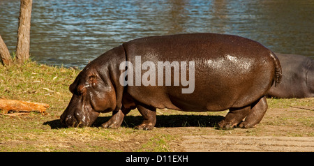 Flusspferd Weiden auf Rasen See im Taronga Western Plains Zoo, Dubbo, NSW Westaustralien Stockfoto