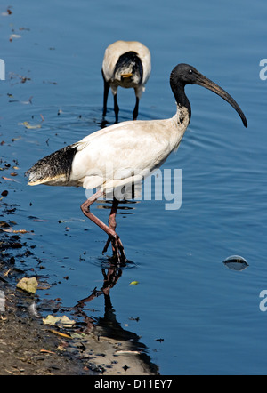 Weiß / Heiliger Ibis Threskiornis Moluccus waten im seichten blaue Wasser des Flusses in Australien mit zweiten Vogel im Hintergrund Stockfoto