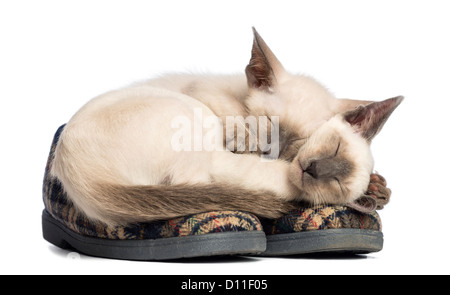 Zwei Orientalisch Kurzhaar Kätzchen liegen und schlafen auf ein paar Pantoffeln vor weißem Hintergrund Stockfoto