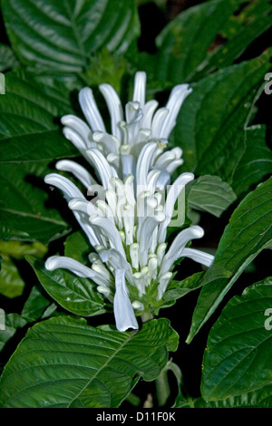 Cluster von weißen Blüten Justicia Carnea Sorte 'Alba' - brasilianische Fahne Blume umgeben von Smaragd grünes Laub Stockfoto