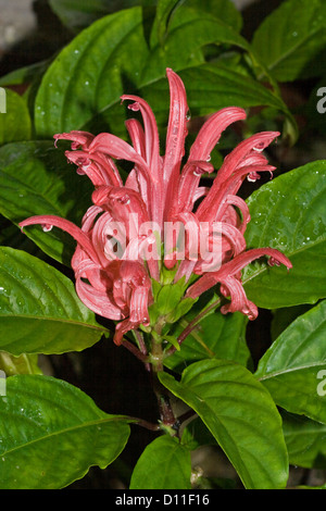 Cluster von leuchtend rosa Blüten von Justicia Carnea - brasilianische Fahne Blume - mit smaragdfarbenen Laub Stockfoto