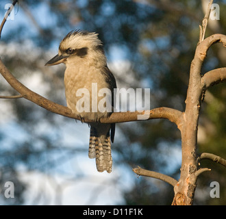 Australische Kookaburra thront auf Zweig des Baumes im Wald auf der Suche nach Beute am Boden unten Stockfoto