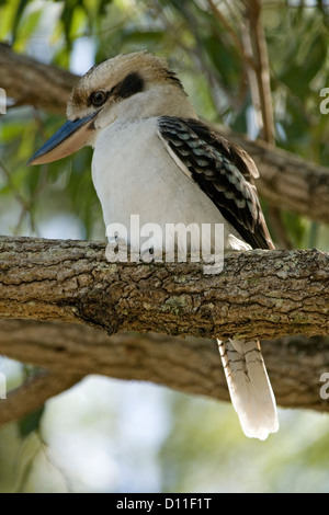 Australische Kookaburra thront auf Zweig des Baumes im Wald auf der Suche nach Beute am Boden unten Stockfoto