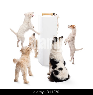 Hunde springen und Knochen auf Podest vor weißem Hintergrund Stockfoto