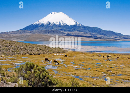 Malerische Landschaft mit Alpakas grasen am blauen Wasser des Sees Chungara am Fuße des schneebedeckten Vulkan Parinacota, Chile Stockfoto