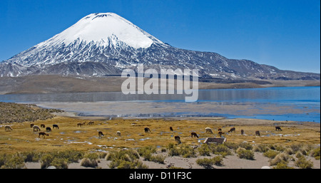 Malerische Landschaft mit Alpakas grasen am blauen Wasser des Sees Chungara am Fuße des schneebedeckten Vulkan Parinacota, Chile Stockfoto