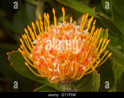 Leuchtend orangefarbene Blume von Leucospermum Conocarpodendron X glabrum-Karneval-Bänder mit dunkelgrünem Laub Stockfoto