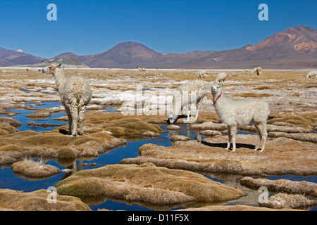 Lamas in der Besichtigung Weiden / Feuchtgebiete des salar de Suriri / salt See im Nationalpark Lauca Anden in Chile Stockfoto