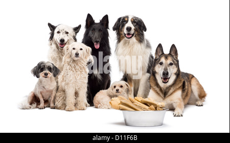 Gruppe von Hunden mit einer Schüssel voller Knochen vor ihnen vor weißem Hintergrund Stockfoto