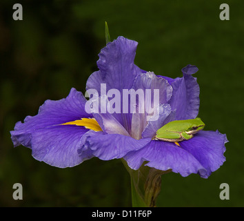 Spektakuläre lila Blume des Louisiana-Iris mit Prise gelbe Blume & winzigen hellen grünen Laubfrosch sitzt auf Blütenblätter Stockfoto