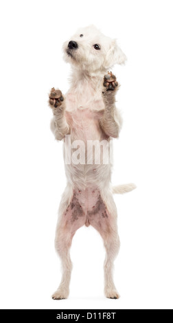 Parson Russell Terrier auf Hinterbeinen vor weißem Hintergrund Stockfoto