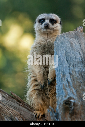 Erdmännchen, angehoben und Warnung bei Log im Taronga Western Plains Zoo in Dubbo, NSW Australia Stockfoto