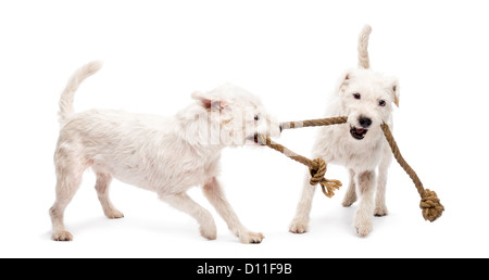 Parson Russell Terriers spielen mit einem Seil vor weißem Hintergrund Stockfoto