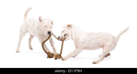 Parson Russell Terriers spielen mit einem Seil vor weißem Hintergrund Stockfoto
