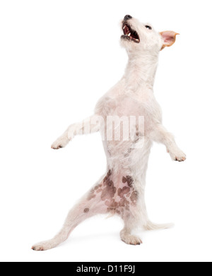 Parson Russell Terrier auf Hinterbeinen vor weißem Hintergrund Stockfoto