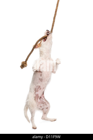 Parson Russell Terrier hängen an einem Seil vor weißem Hintergrund Stockfoto