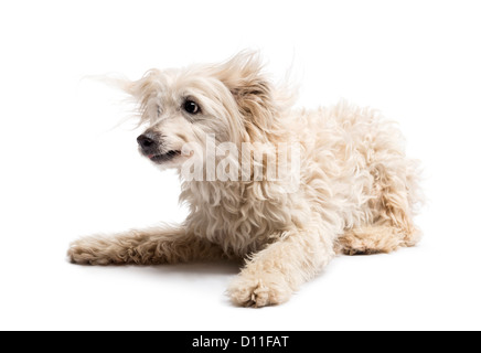 Kreuzen Sie Hund liegend vor weißem Hintergrund Stockfoto