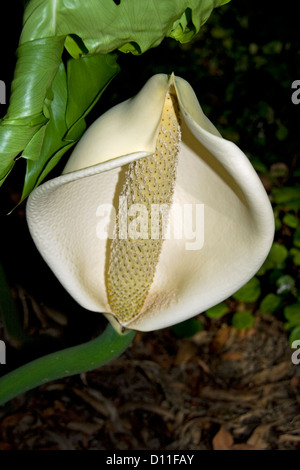 Früchte der Monstera Deliciosa wächst in einem tropischen Garten Stockfoto