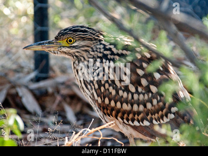 Nankeen Nachtreiher - Nycticorax Calidonicus - im Buschland in der Nähe von Wetern Queensland Opal Bergbau Stadt von Yowah im Outback Australien Stockfoto