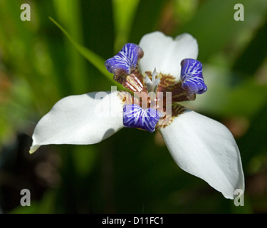 Neomarica Gracilis - walking Iris, blau und weiß Blume der mehrjährige Gartenpflanze. Stockfoto