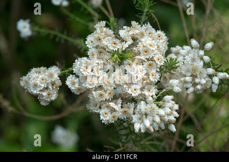 Ozothamnus Diosmifolia - Cluster von weißem Reis Blumen und australischen einheimischen Pflanzenarten beliebt bei Floristen Stockfoto