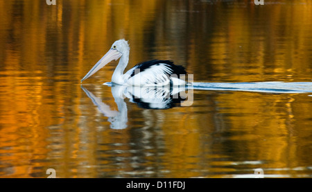 Pelikan driften auf Wallis See spiegelt sich im goldenen Wasser bei Sonnenaufgang - Tuncurry, Great Lakes Region New South Wales Australien Stockfoto