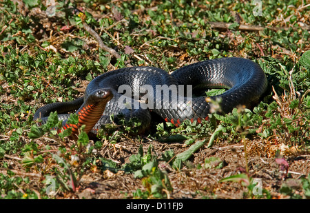 Australische Rotbauch schwarze Schlange in Feuchtgebieten in New South Wales Australien Stockfoto