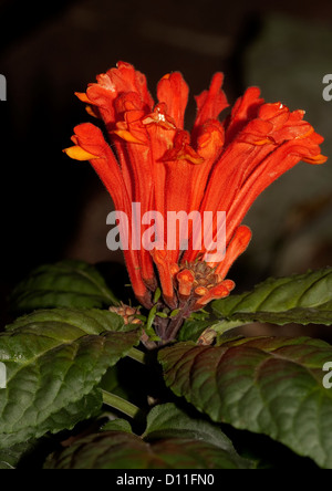 Helmkraut - rot / orange Blüten des Narren Freude Reihe von blühenden Garten Pflanze Stockfoto