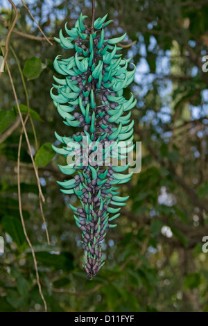 Blütenstand von Türkis Blau / Grün Blumen von jade Vine - Strongylodon macrobotrys Stockfoto