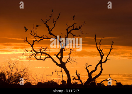 Farbenfrohen Sonnenuntergang mit künstlerischen toter Baum und Kakadus Silhouette gegen eine goldene orange Himmel in Binnaway, New South Wales Australien Stockfoto