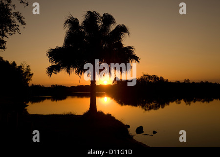 Sonnenuntergang mit Palme Silhouette gegen orangefarbenen Himmel und dem Myall River in der Nähe von Teegärten, Region der großen Seen, New South Wales Australien Stockfoto