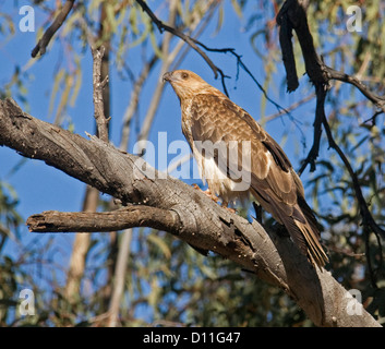 Whistling Kite am Flussufer Paroo Wanaaring NSW Outback Australia Stockfoto