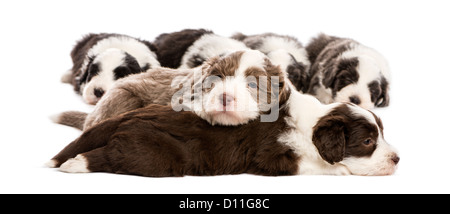 Gruppe von Bearded Collie Welpen, 6 Wochen alt, schläft auf weißen Hintergrund Stockfoto