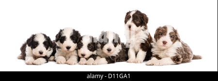 Gruppe von Bearded Collie Welpen, 6 Wochen alt, sitzen und liegen in einer Reihe vor weißem Hintergrund Stockfoto