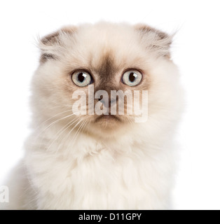 Nahaufnahme einer Highland Fold Katze schaut in die Kamera vor weißem Hintergrund Stockfoto