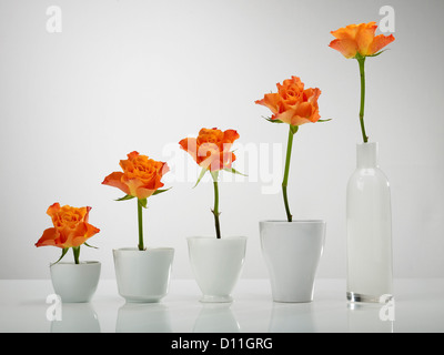 Diagramm aus Rosenblüten Vasen vor grauem Hintergrund gebaut Stockfoto