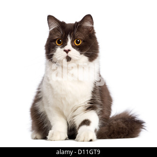 British Longhair Katze sitzt vor weißem Hintergrund Stockfoto