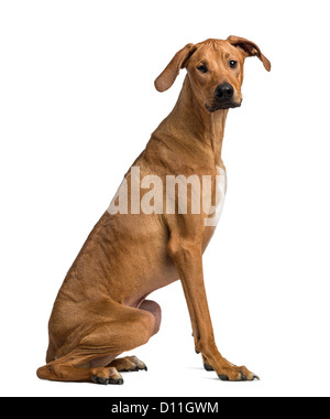 Rhodesian Ridgeback sitzen und schaut in die Kamera vor weißem Hintergrund Stockfoto