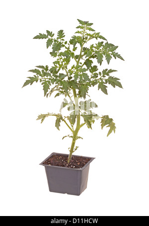 Cherry-Tomate Sämling bereit für die Transplantation Stockfoto