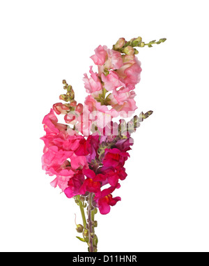 Mehrere Stämme mit gelb, rosa, rot und lila Blüten von Löwenmäulchen (Antirrhinum Majus) vor einem weißen Hintergrund isoliert Stockfoto