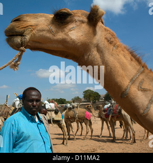 Kamelkarawane durch Dechatu Fluss, Dire Dawa, Äthiopien Stockfoto