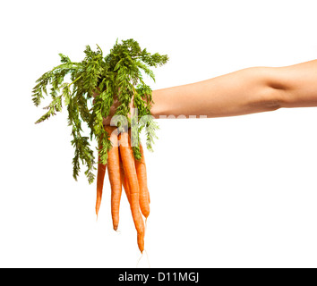 Hand mit ein paar frischen Karotten mit grünen Blättern, die isoliert auf weiss Stockfoto